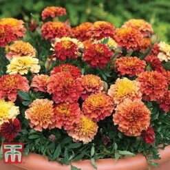 Marigold 'Strawberry Blonde' -Garden Supplies Sale MARI T67436 B