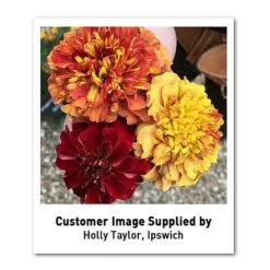 Marigold 'Strawberry Blonde' -Garden Supplies Sale MARI T67436 U1 h