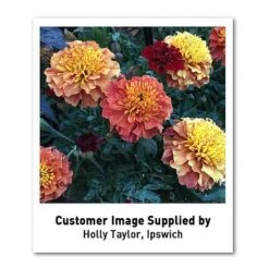 Marigold 'Strawberry Blonde' -Garden Supplies Sale MARI T67436 U2 h