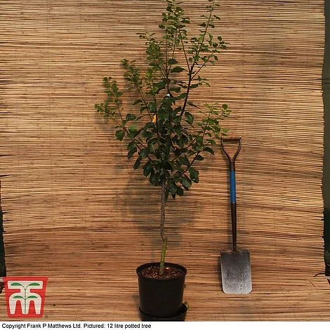 Gage 'Reine Claude D´Oullins' 4 Gage 'Reine Claude D´Oullins' - Image 4