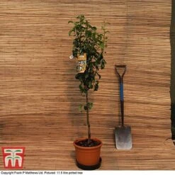 Pear 'Williams' Bon Chretien' -Garden Supplies Sale MATT PEAR PATIO 11 5L DEL G4