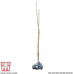 Medlar 'Nottingham' -Garden Supplies Sale MEDL CWW3404 C