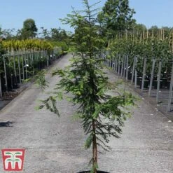 Garden Supplies Sale -Garden Supplies Sale META TKA3276 A