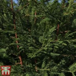 Metasequoia Glyptostroboides