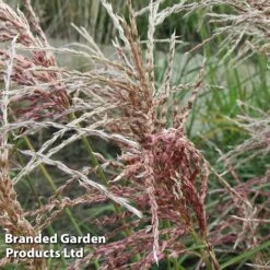 Miscanthus 'Pink Cloud' -Garden Supplies Sale MISC PINKCLOUD S28685
