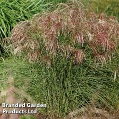 Miscanthus 'Red Cloud' -Garden Supplies Sale MISC REDCLOUD S28695