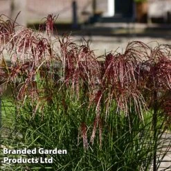 Miscanthus 'Red Cloud' -Garden Supplies Sale MISC REDCLOUD S28697