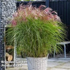 Miscanthus 'Red Cloud' -Garden Supplies Sale MISC REDCLOUD S286981