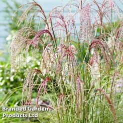 Miscanthus 'Silver Cloud' -Garden Supplies Sale MISC SILVRCLOUD S28705