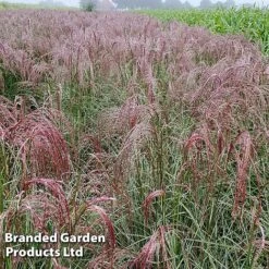 Miscanthus 'Silver Cloud' -Garden Supplies Sale MISC SILVRCLOUD S28706