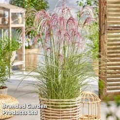 Miscanthus 'Silver Cloud' -Garden Supplies Sale MISC SILVRCLOUD S28707