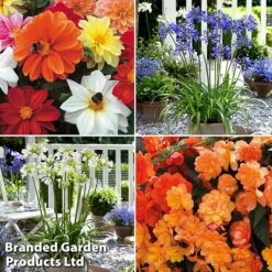 Summer Plant Collection -Garden Supplies Sale MSE feb3