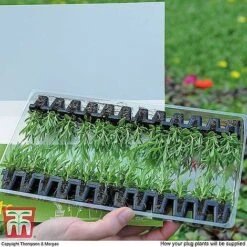 Nurserymans Choice Bedding Mix + 100g Incredibloom® + Nurserymans Choice Flower Seeds -Garden Supplies Sale MSE offer plant size1