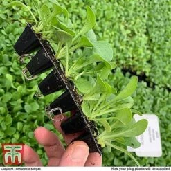 Nurserymans Choice Bedding Mix + 100g Incredibloom® + Nurserymans Choice Flower Seeds -Garden Supplies Sale MSE offer plant size21