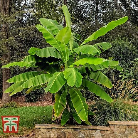 Musa Basjoo 1 Musa Basjoo