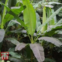 Musa Basjoo 7 Musa Basjoo -Garden Supplies Sale MUSA 80856 C