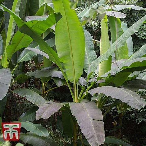 Musa Basjoo 4 Musa Basjoo - Image 4