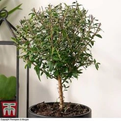 Myrtus Communis Stem - Gift -Garden Supplies Sale MYRT KB3776 B1