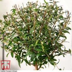 Myrtus Communis Stem - Gift -Garden Supplies Sale MYRT KB3776 C1