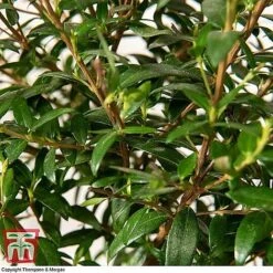 Myrtus Communis Stem - Gift -Garden Supplies Sale MYRT KB3776 D1