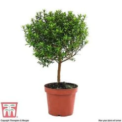 Myrtus Communis Stem - Gift -Garden Supplies Sale MYRT KB3776 E1