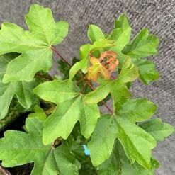 Field Maple Tree (Acer Campestre) Grown By Cotswold Trees -Garden Supplies Sale Maple Leaves