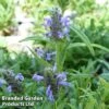 Nepeta Nervosa