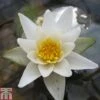 Nymphaea 'Pygmaea Alba' (Deep Water Aquatic)
