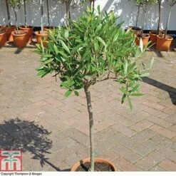 Olive Tree (Standard) -Garden Supplies Sale OLIV T45799 A