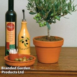 Olive Tree (Standard) -Garden Supplies Sale OLIV OLEAEUROP S25343