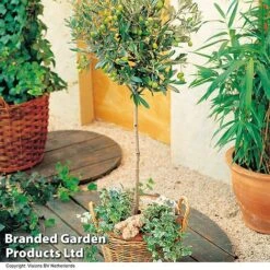 Olive Tree (Standard) -Garden Supplies Sale OLIV STANDARD H25242