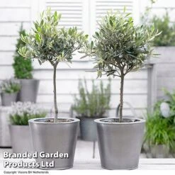 Olive Tree (Standard) -Garden Supplies Sale OLIV STANDARD H48248