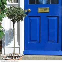 Olive Tree (Standard) -Garden Supplies Sale OLIV STANDARD T25341