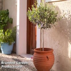 Olive Tree (Standard) -Garden Supplies Sale OLIV STANDARD W48247