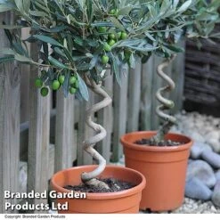 Olive Tree With Spiral Stem -Garden Supplies Sale OLIV STNDTWIST T25345