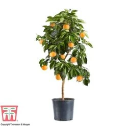 Bitter Orange -Garden Supplies Sale ORAN DWW3578 AD