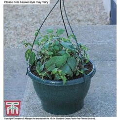 Begonia X Tuberhybrida 'Illumination Mixed' -Garden Supplies Sale ORAN KB3430 CC9