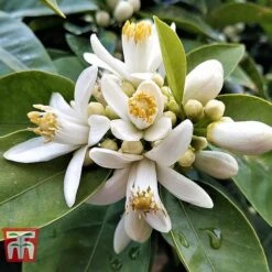 Bitter Orange -Garden Supplies Sale ORAN BRIG L06951W C