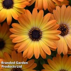 Osteospermum 'Dazzling Duo' -Garden Supplies Sale OSTE SERENSUNS S26077