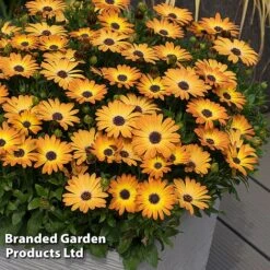 Osteospermum 'Dazzling Duo' -Garden Supplies Sale OSTE SERENSUNS S26078