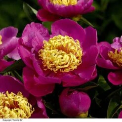 Peony Collection -Garden Supplies Sale PAEO DOREEN H319882