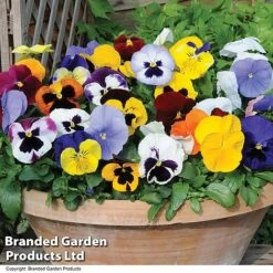 Pansy Summertime Mix (Garden Ready) -Garden Supplies Sale PANS SUMMERTIM T39484