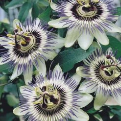 Passiflora Caerulea -Garden Supplies Sale PASS T58017 A h