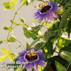 Passiflora 'Purple Haze' -Garden Supplies Sale PASS PURPLEHAZ L43580