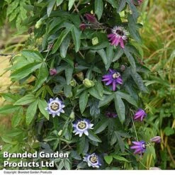 Passiflora Collection -Garden Supplies Sale PASS TRIO T44029
