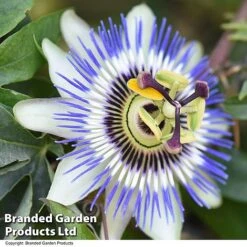 Passiflora Caerulea On A Hoop -Garden Supplies Sale PASS TRIO T44035
