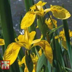 Patio Pond Plant Basket 7 Patio Pond Plant Basket -Garden Supplies Sale PATI KB0322 D