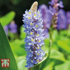 Patio Pond Plant Basket 8 Patio Pond Plant Basket -Garden Supplies Sale PATI KB0322 E