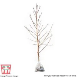 Peach 'Avalon Pride' -Garden Supplies Sale PEAC 87129 C