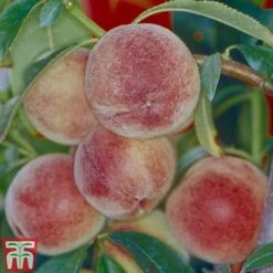 Peach 'Peregrine' -Garden Supplies Sale PEAC TKA2107 A